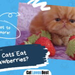 Can Cats Eat Strawberries