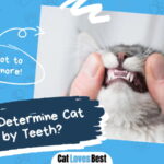 Cat Age by Teeth