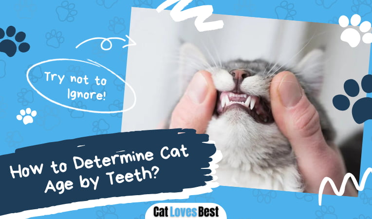 Cat Age by Teeth