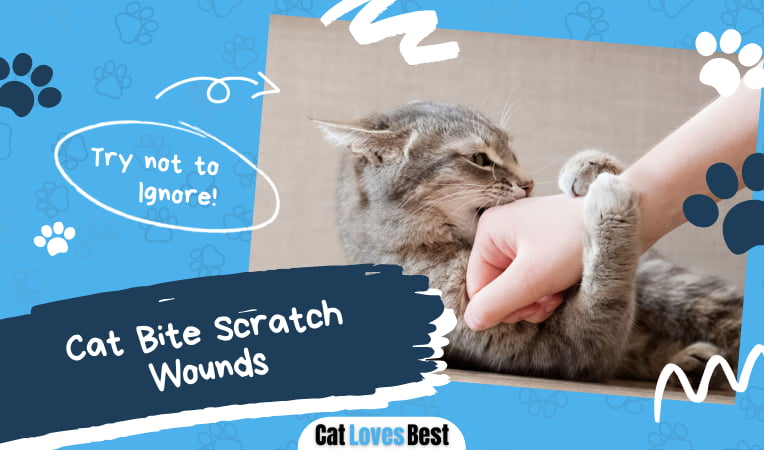 Cat Bite Scratch Wounds