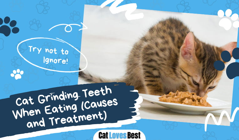 Cat Grinding Teeth