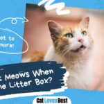 Cat Meows When Using the Litter Box