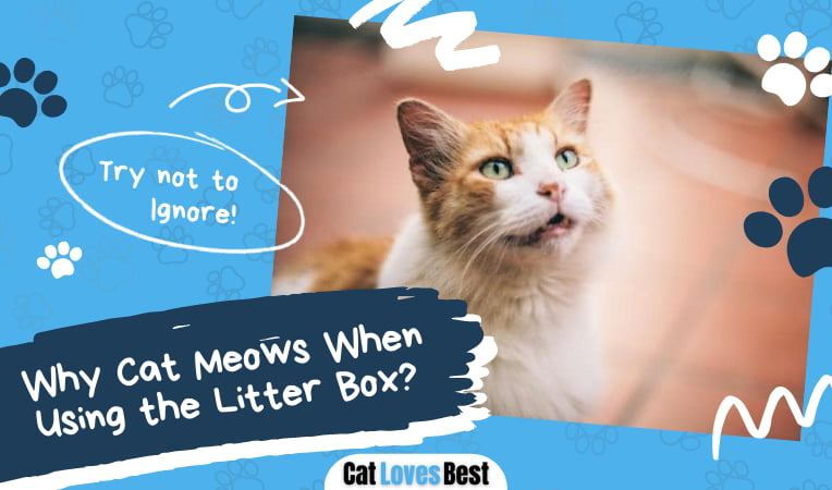 Cat Meows When Using the Litter Box