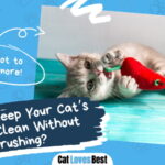Cat’s Teeth Clean Without Brushing