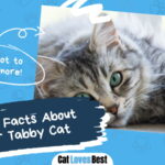 Fun Facts About Silver Tabby Cat