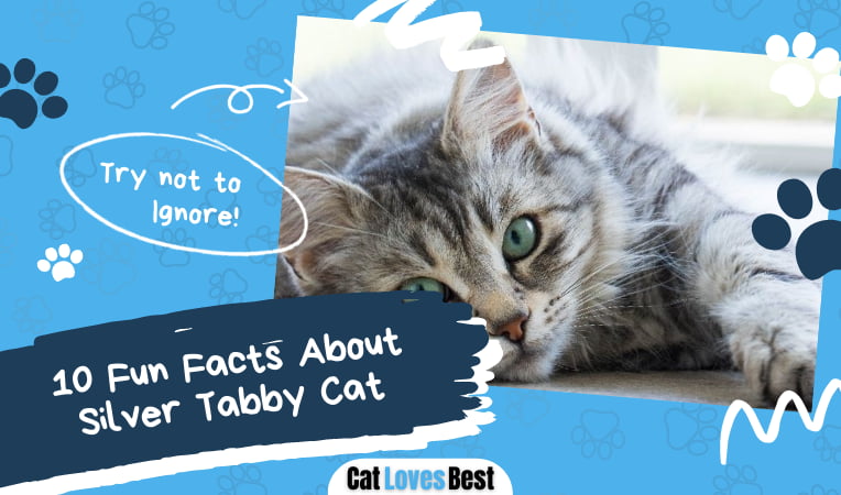 Fun Facts About Silver Tabby Cat