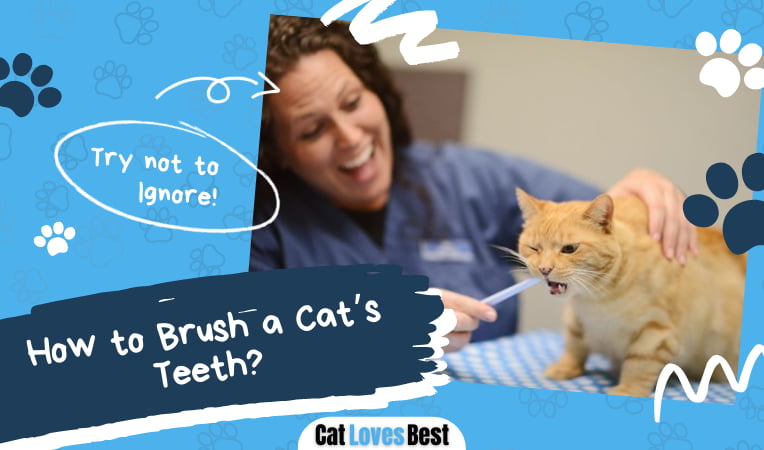 How to Brush a Cat’s Teeth