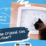 How to Use Crystal Cat Litter