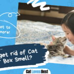 How to get rid of Cat Litter Box Smell