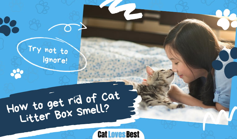 How to get rid of Cat Litter Box Smell