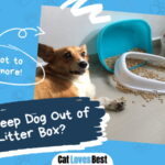 Keep Dog Out of the Litter Box