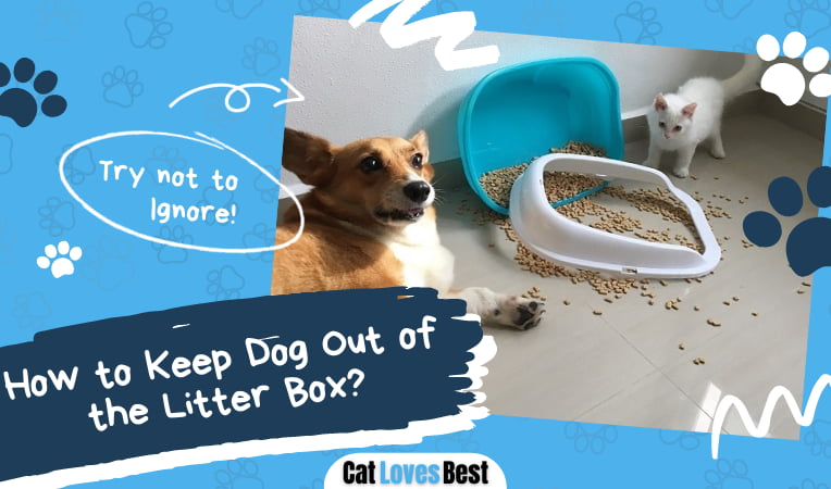 Keep Dog Out of the Litter Box