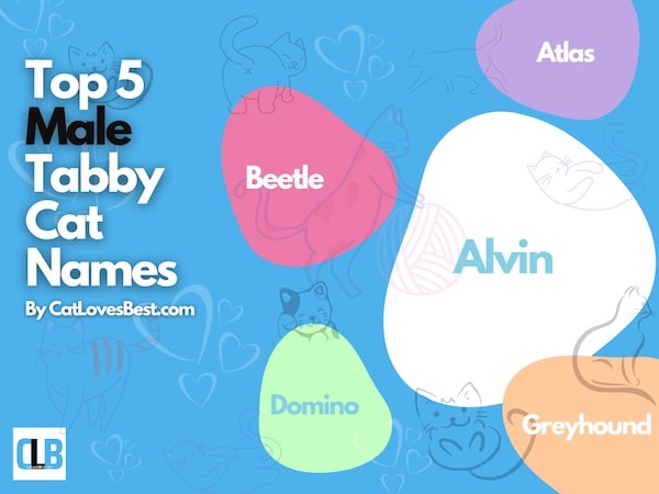 Top Male Cat Names for Tabby
