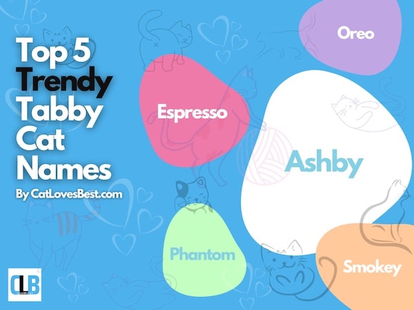 Top Trendy Cat Names for Tabby