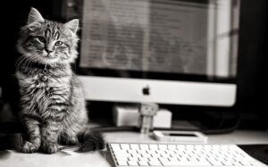 10 Fun Facts About Silver Tabby Cat (With Pictures)