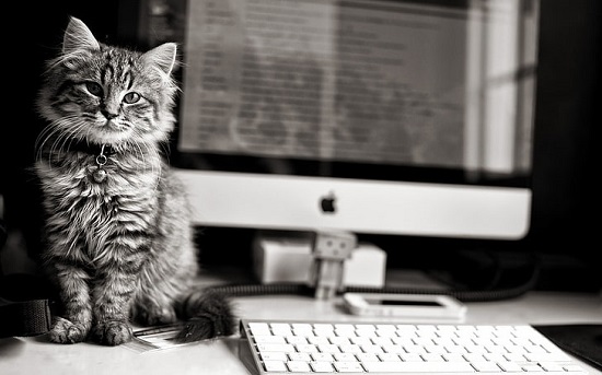 american shorthair silver tabbies