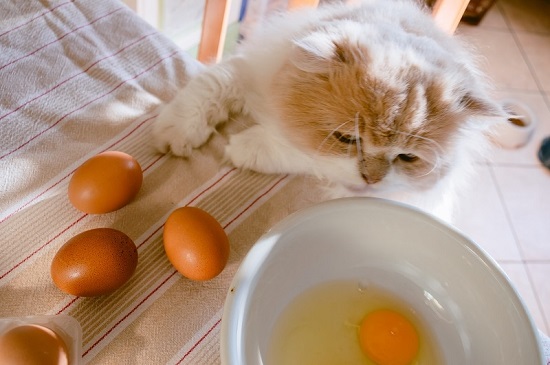 are eggs safe for cats