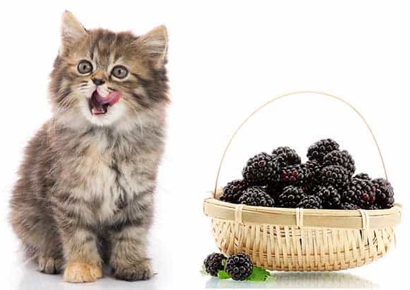 can cats eat blackberries?