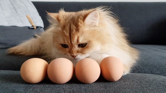 can cats eat boiled eggs