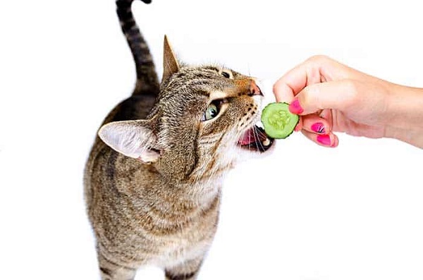 can cats eat cucumbers