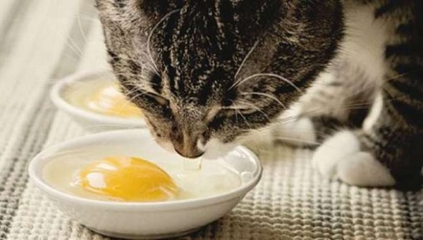 can cats eat egg yolk