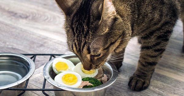 can cats eat eggs