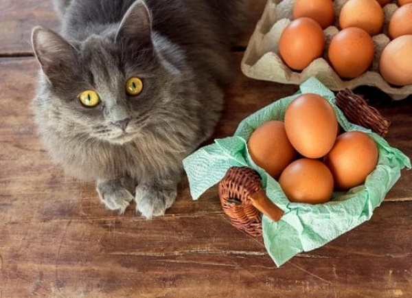 can cats eat hard boiled eggs