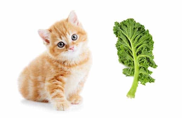 can cats eat kale