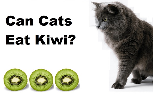 can cats eat kiwi