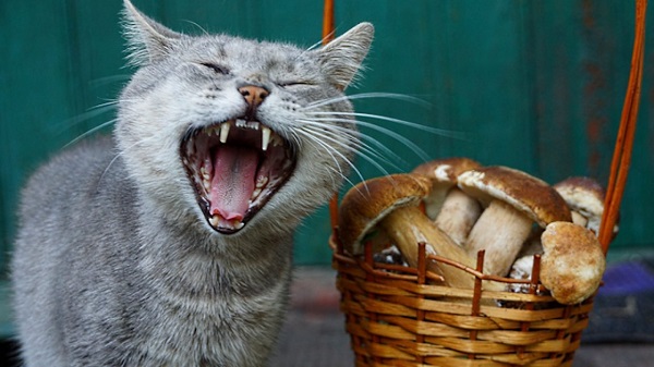 can cats eat mushrooms