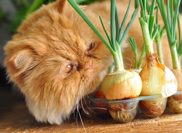 can cats eat onions