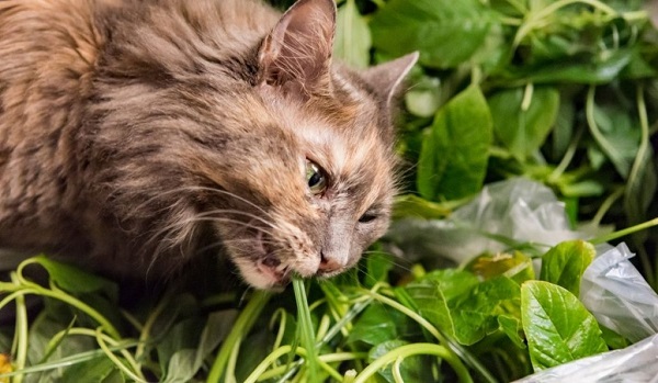 can cats eat parsley