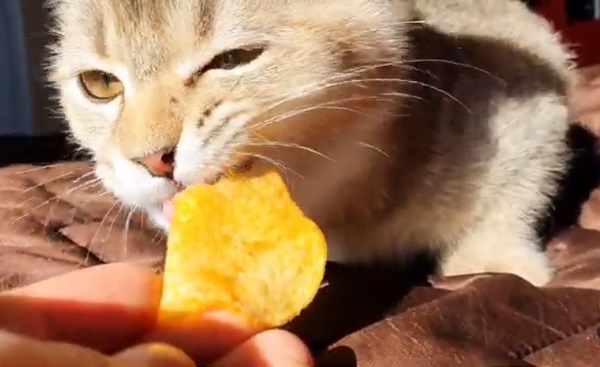 can cats eat potato chips