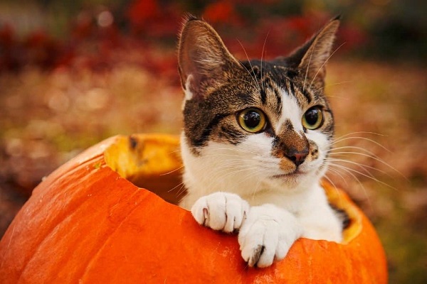 can cats eat pumpkin