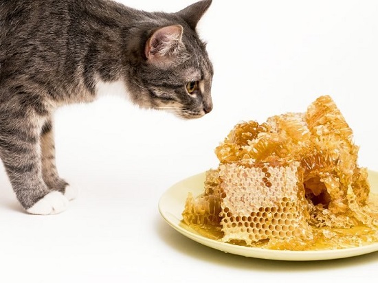 can cats eat raw honey