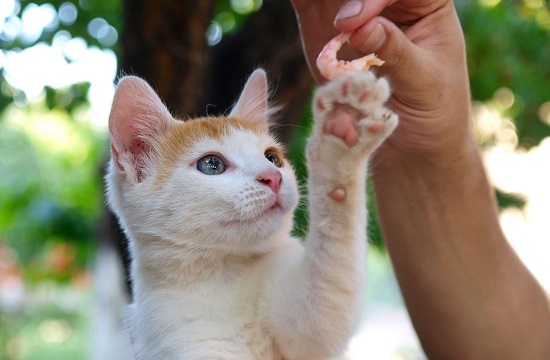 can cats eat raw shrimp