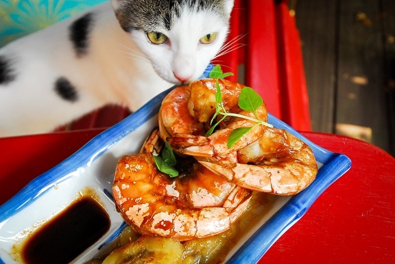 can cats eat shrimp