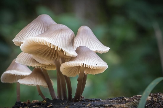 can cats eat wild mushroom