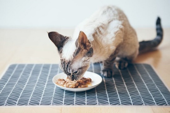 can cats have canned chicken