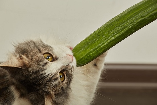 can cats have cucumbers