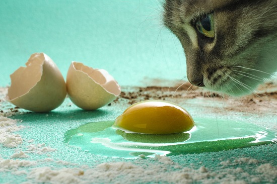 can cats have egg yolk
