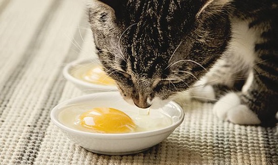 can cats have eggs