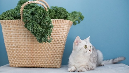 can cats have kale