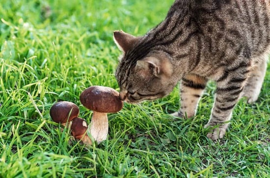 can cats have mushrooms