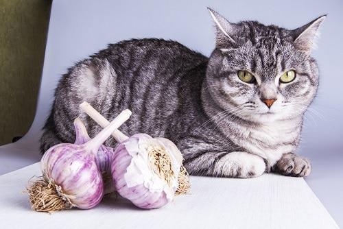 can cats have onion