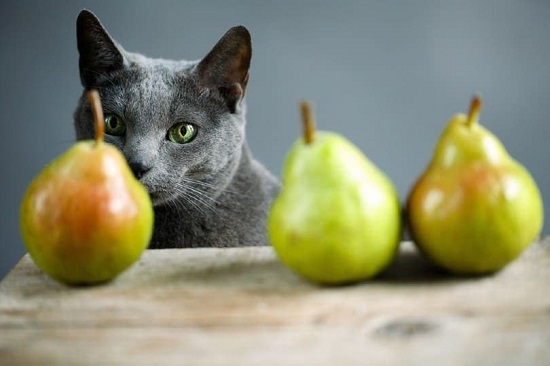 can cats have pears