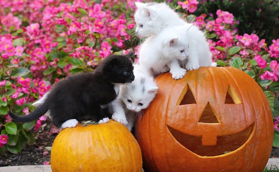 can cats have pumpkin