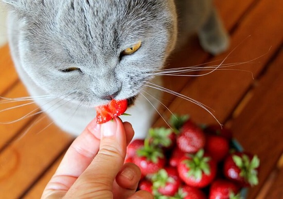 can cats have strawberries