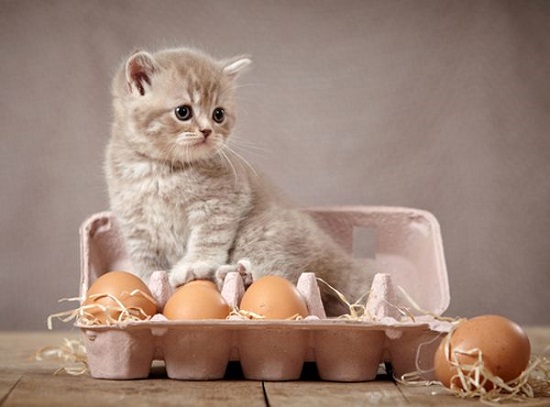 can kittens eat boiled eggs