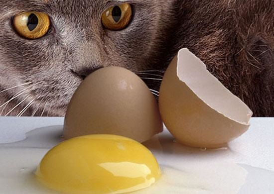 can kittens eat egg yolk